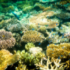 a coral reef with fish