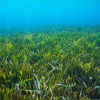 a green grass under water