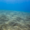 a close-up of a sandy bottom